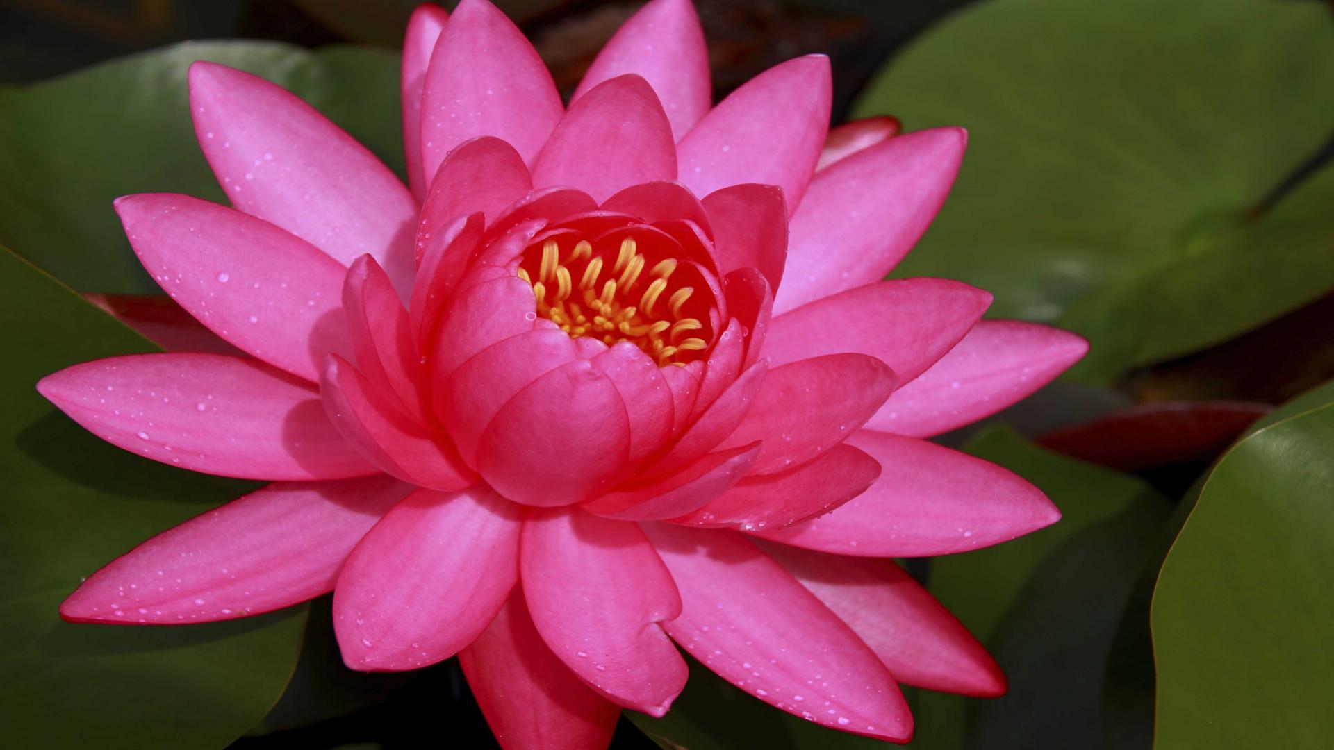 Thailand's lotus lake A secret red flower galaxy Connoisseur's
