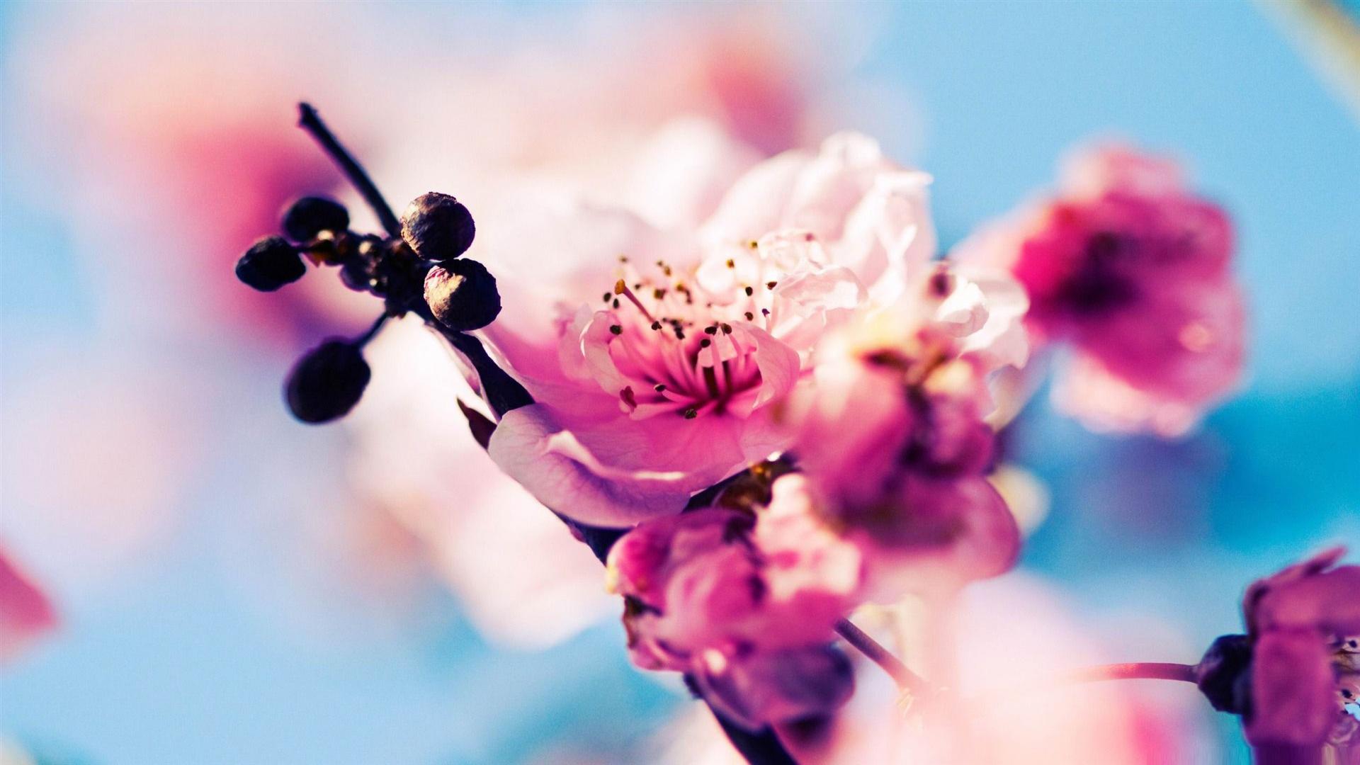 Cherry Blossom Festival In Japan Connoisseur S